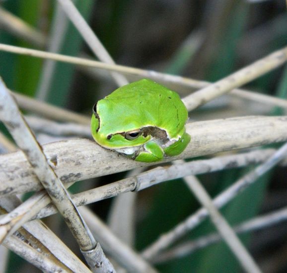 Hyla intermedia